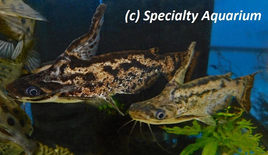 XLGE DISPLAY Columbian Driftwood Catfish 17.0cm+ Trachelyopterus sp